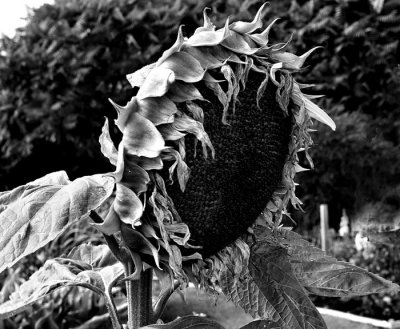 dying sunflower 2.jpg
