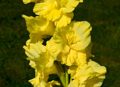 yellow flower 1.jpg