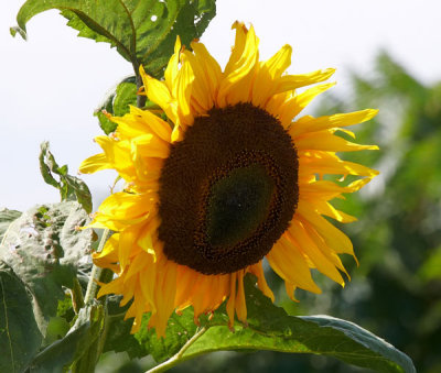 sunflower .jpg