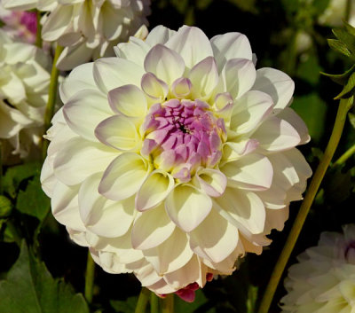 white aster .jpg