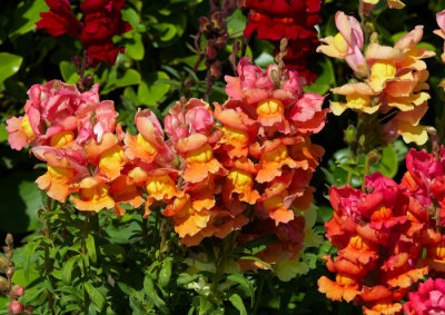 anthiriniums .jpg