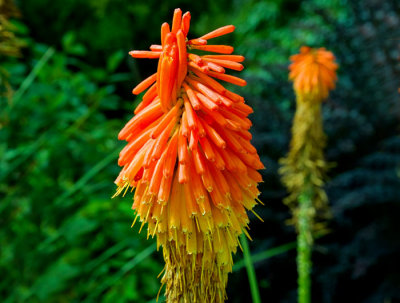 red hot poker .jpg