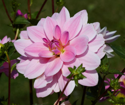 pink flower 2.jpg