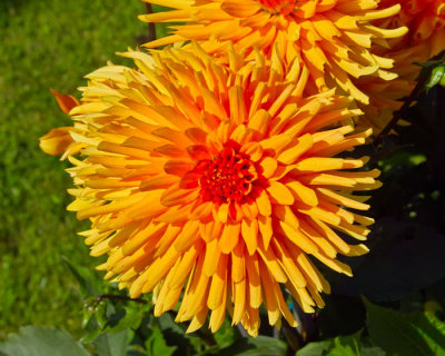 yellow aster .jpg