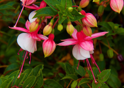 pink fuchsias.jpg
