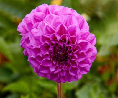 purpleflower .jpg