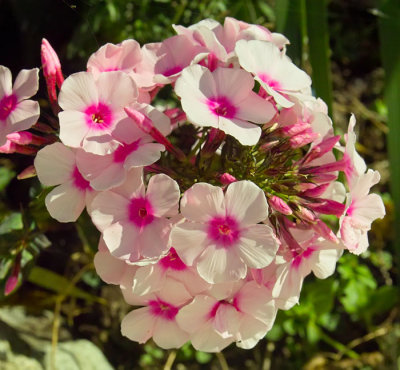 white flower .jpg