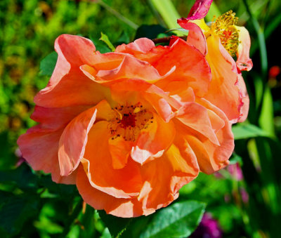 orange rose .jpg
