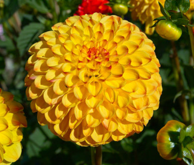 yellow marigold .jpg