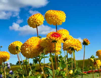 yellow marigolds .jpg