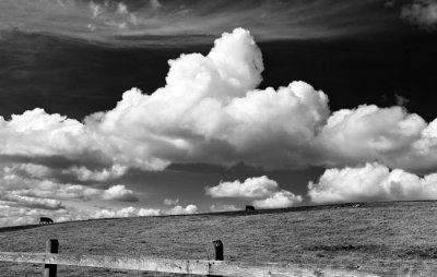 cattle and clouds 2.jpg