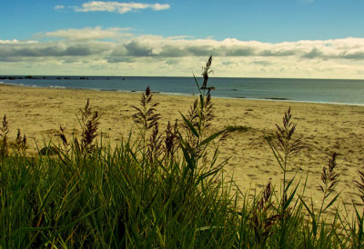 rushes and sea .jpg