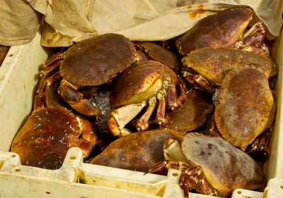 live crabs .jpg
