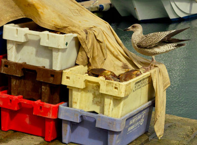 crabs and gull 2.jpg