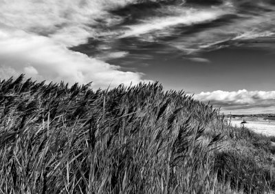 rushes and sky 2.jpg