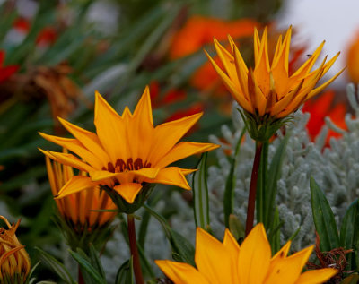yellow flowers .jpg