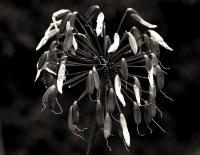 agopanteum seed head .jpg
