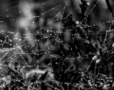 dewdrops .jpg