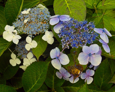 hydrangea 1.jpg