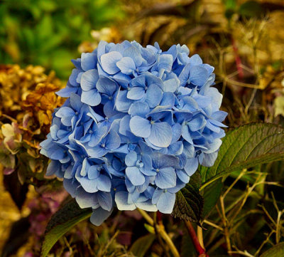 blue hydrangea .jpg