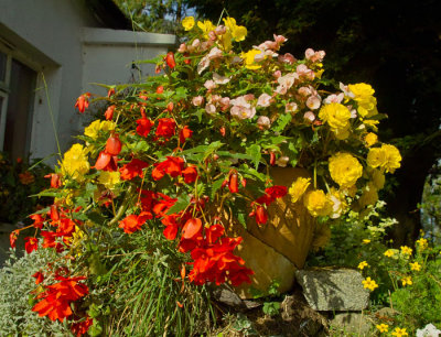 flower pot .jpg
