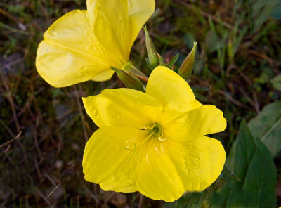 wild yellow flower 1.jpg