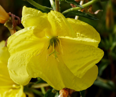 yellow wild flower 1.jpg