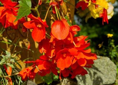 red begonia .jpg