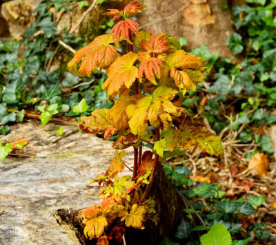 maple leaves .jpg
