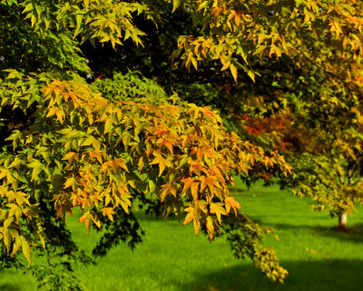 maple leaves 2.jpg