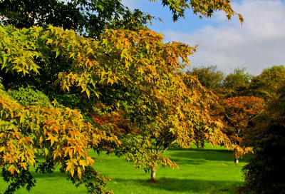 autumn colour 1.jpg