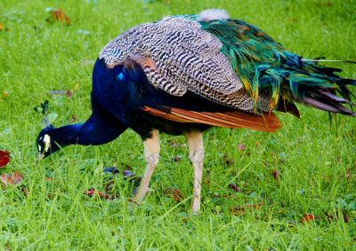 peacock feeding .jpg