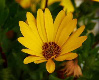 yelllow flowere .jpg