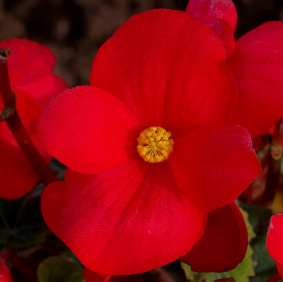 red floweer .jpg