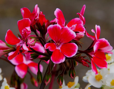 colored begonias .jpg