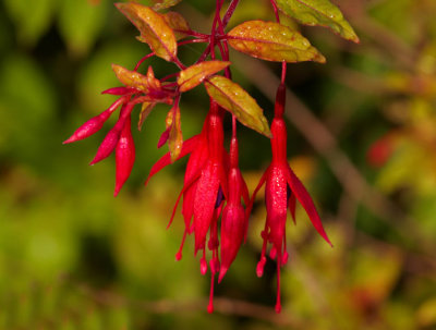last of the fuchsias .jpg