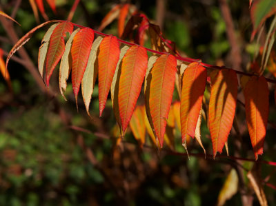 autumn leaves .jpg