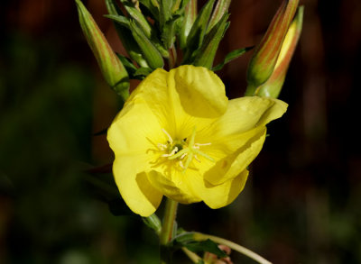 wild yellow flower .jpg