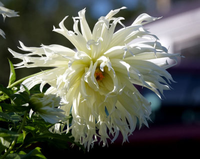 white dahlia .jpg