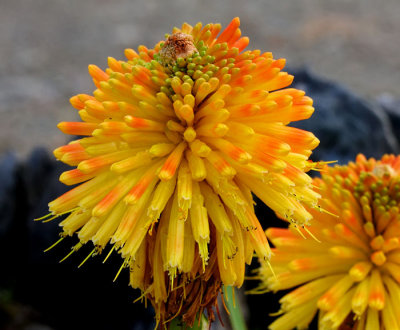 last of red hot poker .jpg