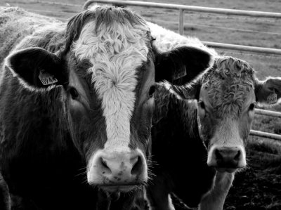 cattle 1.jpg