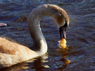 swan feeding 2.jpg