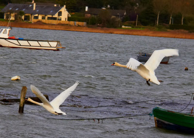 flying swans 2.jpg