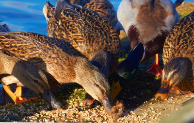 ducks feeding .jpg