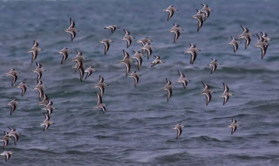 sanderlings 2.jpg
