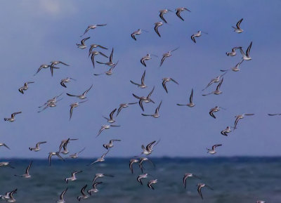 sanderlings .jpg