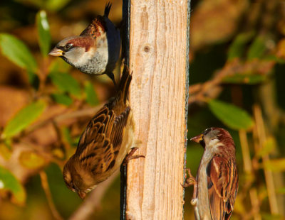 birds feeding .jpg