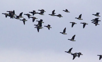 brent geese 3.jpg