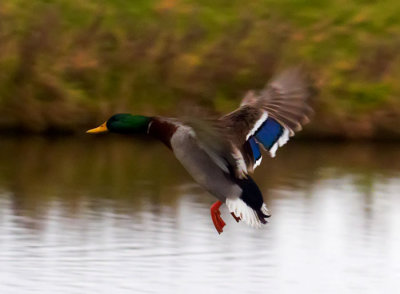 flying duck 1.jpg