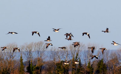 brent geese 5.jpg